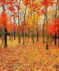 《秋》缤纷的落叶,轻轻的落下