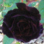 《黑玫瑰》干净飘逸、苍凉幽远
